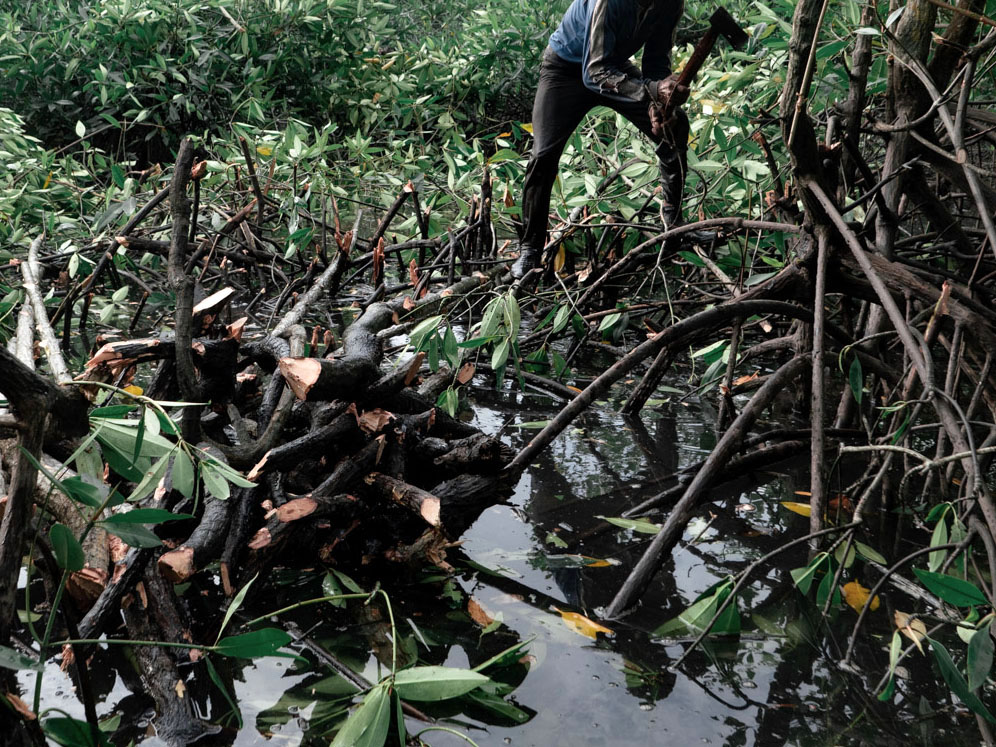 Charcoal-wood collectors typically cut only older mangrove trunks and leave the roots intact. Within four to five months, the mangroves begin to grow back thickly.