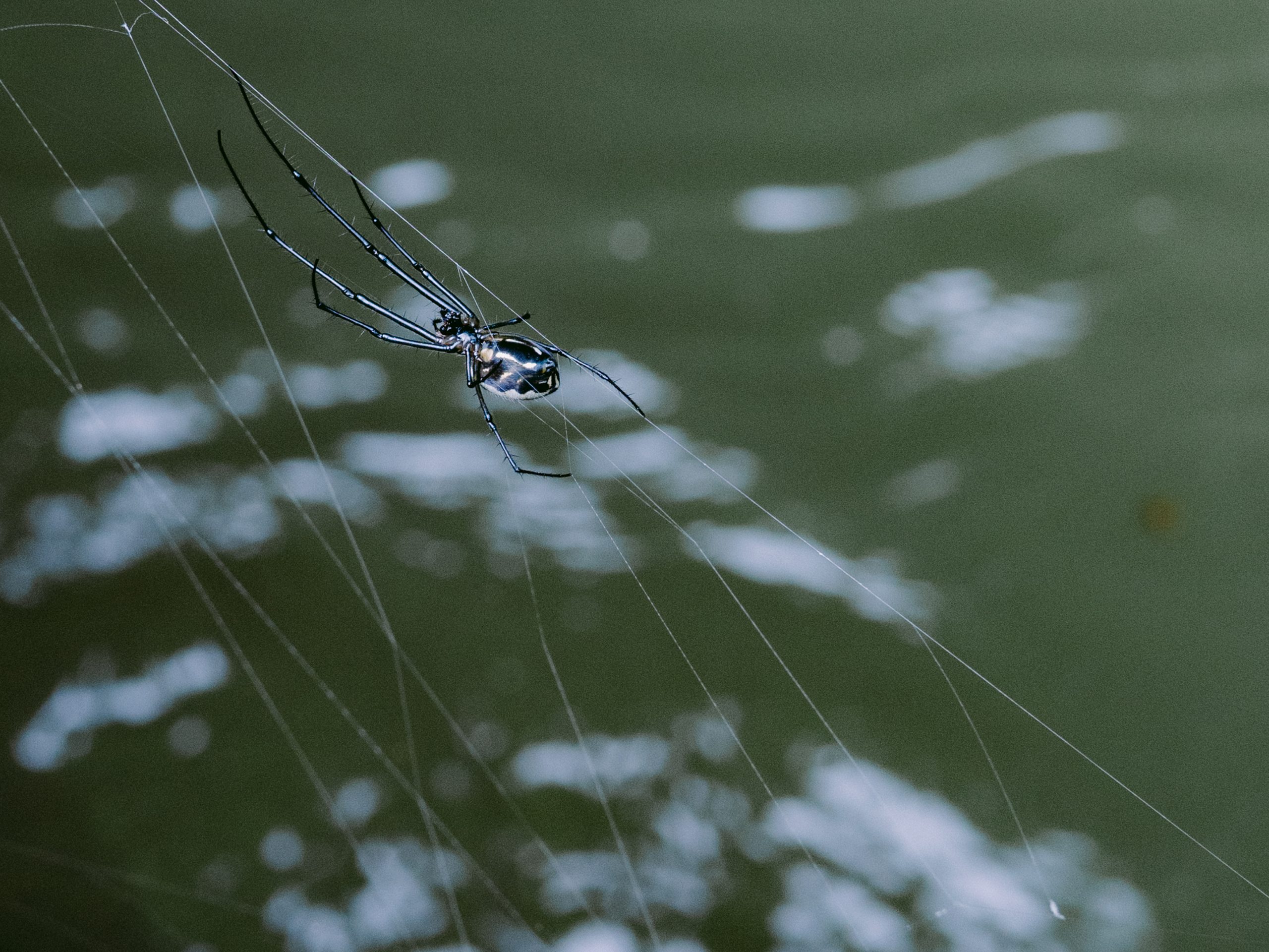 Above murky water, a spider stands on the delicate geometry of its web, fragile yet graceful. Resilience emerges through the marginalization it experiences.