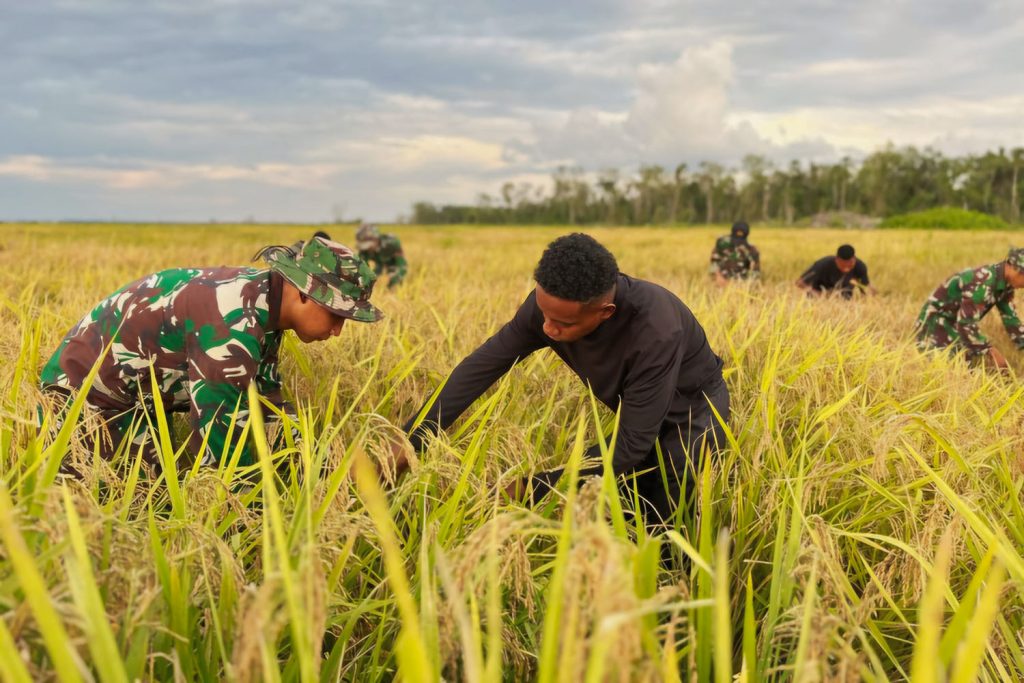 Soldiers harvest 4 hectares of rice fields in Wanam Village, Merauke, South Papua, on May 16, 2025.