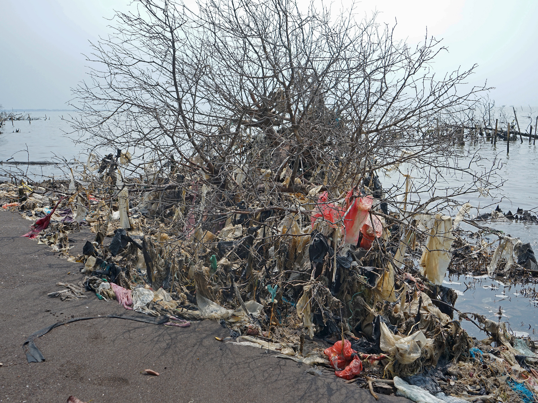 Plastic waste is washed ashore and caught in tree branches along Anom Beach in Tangerang, Banten.