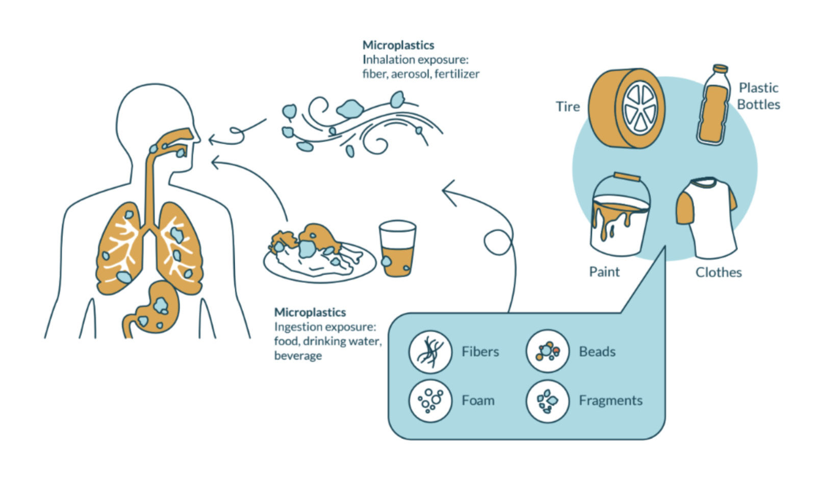 Pathways of microplastic exposure through inhalation and ingestion.