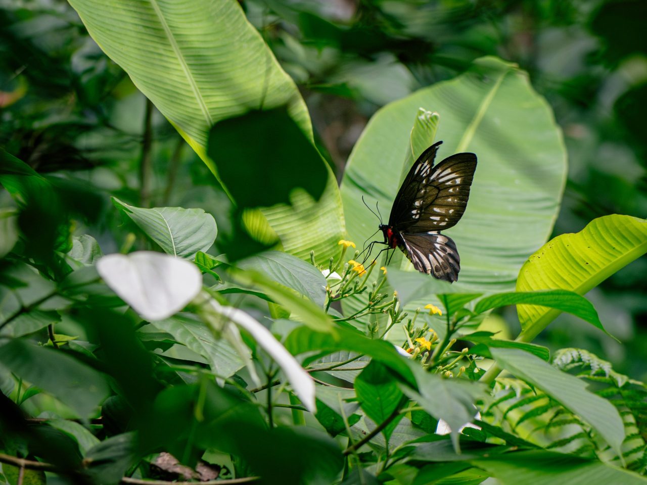 The Ornithoptera priamus female sips nectar from a Nusa Indah flower near a breeding facility in Ambon, the capital of Maluku Province. (Project M/Kurniadi Widodo)